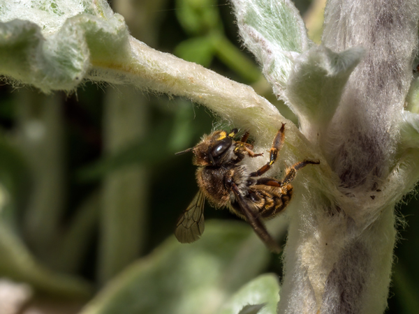 08 Wool Carder Bee gathering Stachys hairs